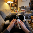 Owner using the Scout nail grinder on a calm border collie