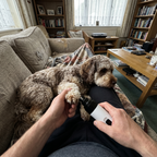 Grinding a relaxed cockapoo's nails at home