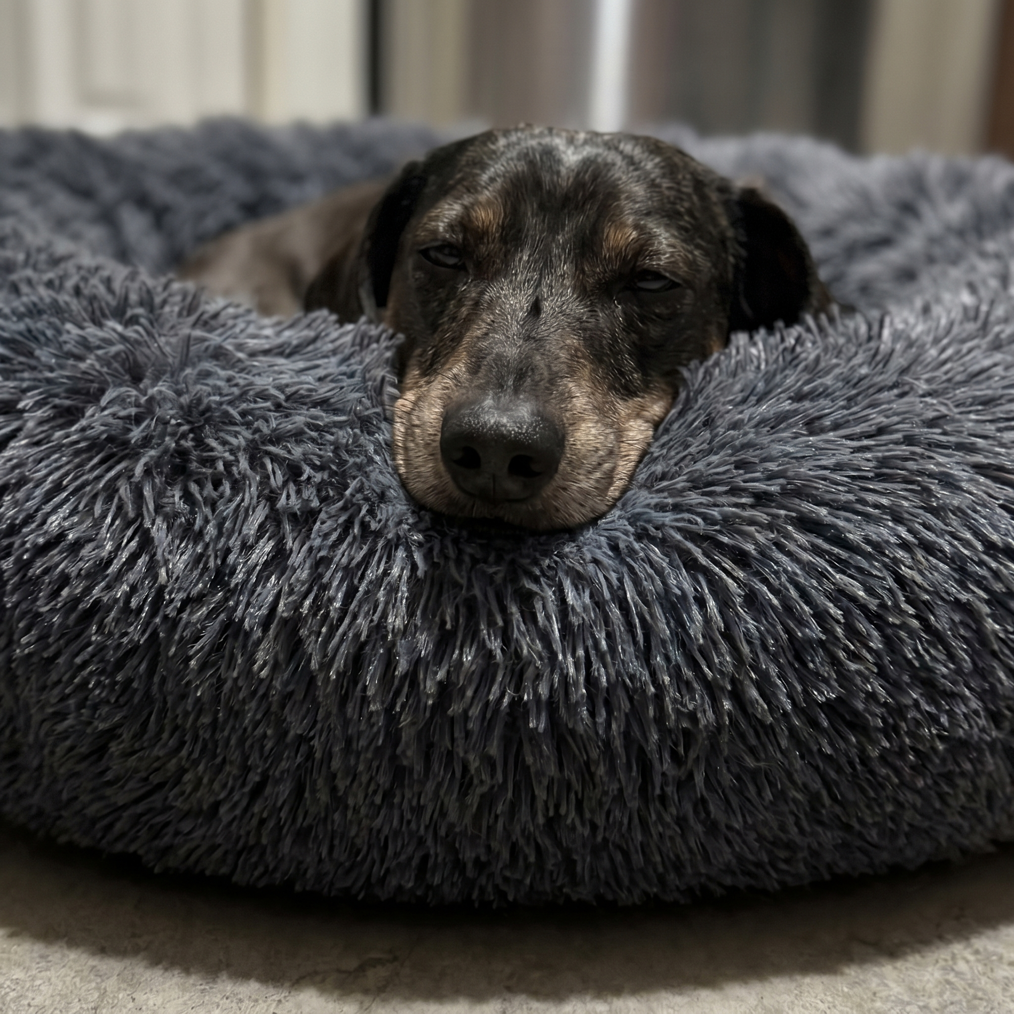 Dog resting its chin on the fluffy rim of the calming bed